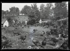 Browning turkey farm