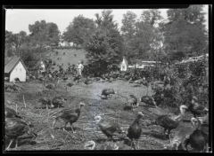 History Mystery: Turkeys of Kentucky